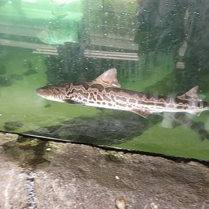 Leopard Shark w/ Unusual Banding