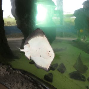 Stingray