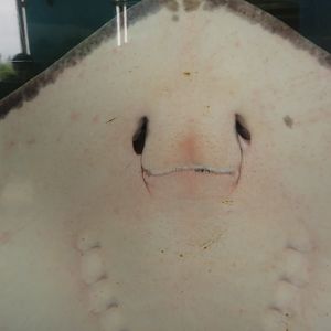 Stingray Face