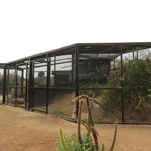 Burrowing Owl Exhibit