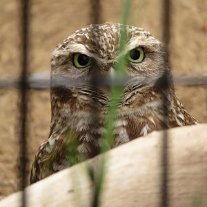 Burrowing Owl