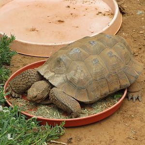 Sonoran Desert Tortoise