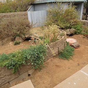Desert Tortoise Yards