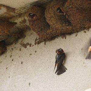 Wild Cliff Swallows