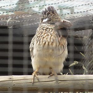 Roadrunner w/ Mouse