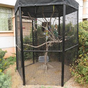 Red-masked Parakeet Cage
