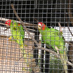 Red-masked Parakeets