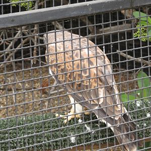 Swainson's Hawk