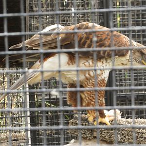 Ferruginous Hawk