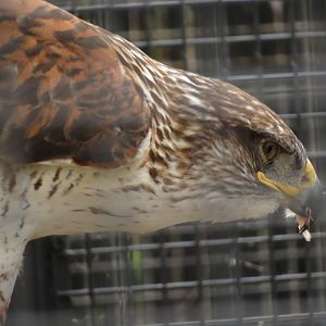 Ferruginous Hawk