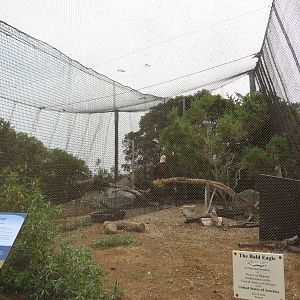 Bald Eagle Aviary