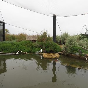 Shorebirds Aviary