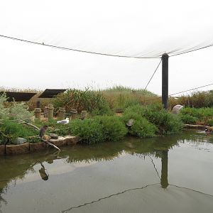 Shorebirds Aviary