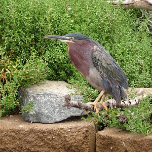 Green Heron