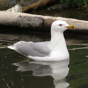 Ring-billed Gull