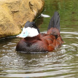 Ruddy Duck