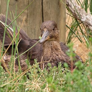 Female Hooded Merganser