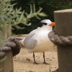 Royal Tern?