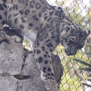 Snow Leopard