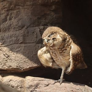 Burrowing Owl