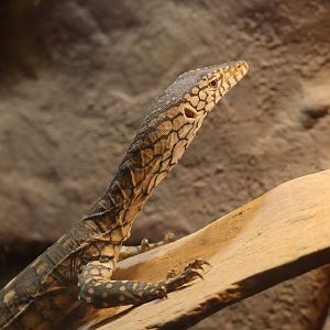 Perentie Hatchling