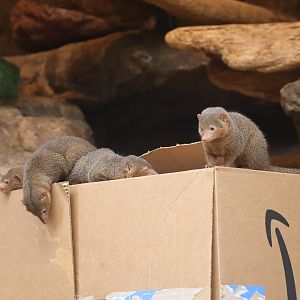 Dwarf Mongoose