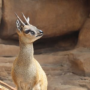 Klipspringer