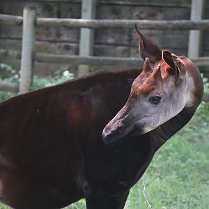 Okapi