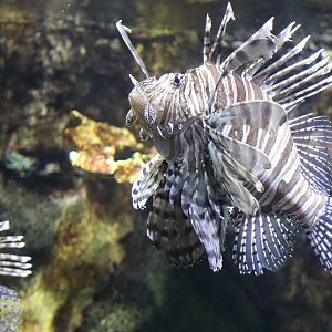 Lionfish