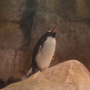 Rockhopper Penguin Roaring