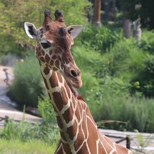 Reticulated Giraffe