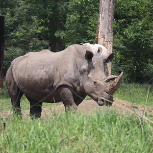 White Rhinoceros