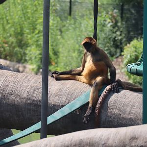 Geoffrey's Spider Monkey