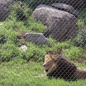 African Lion Exhibit