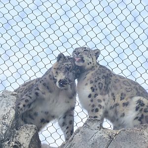 Snow Leopards