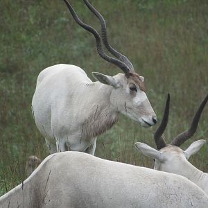 Addax - 8/7/23