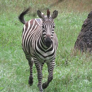 Grant's Zebra - 8/7/23