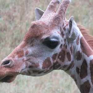 Reticulated Giraffe Cece - 8/7/23