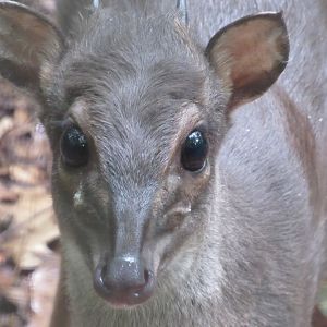 Blue Duiker LJ - 8/7/23