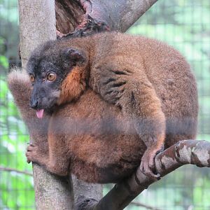 Collared Brown Lemur - 8/7/23