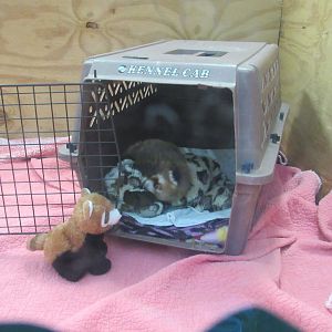 1-month-old Red Panda Cub in Zoo Nursery