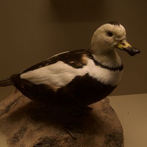 Labrador Duck/ Camptorhynchus labradorius