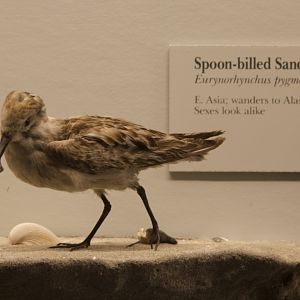 Spoon-billed Sandpiper/ Calidris pygmaea