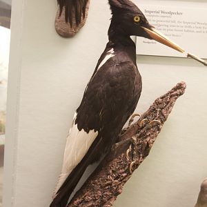 Imperial Woodpecker/ Campephilus imperialis