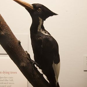 Ivory-billed Woodpecker/ Campephilus principalis female