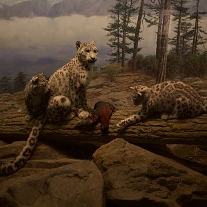 Snow Leopard/ Panthera uncia with hunted Satyr Tragopan/ Tragopan satyra