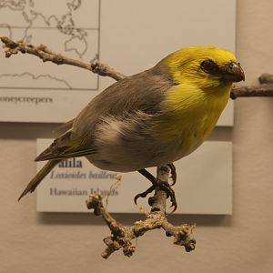 Palila/ Loxioides bailleui
