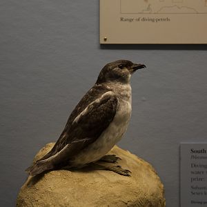 South Georgia Diving Petrel/ Pelecanoides georgicus