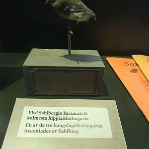 Taxidermied Kingleet calyptura, Finnish Museum of National History