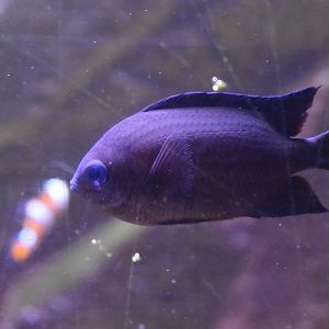 Spiny Chromis (Acanthochromis polyacanthus)